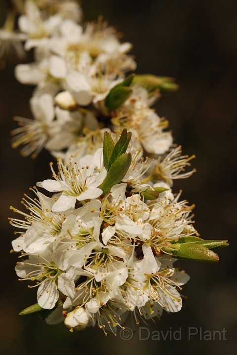 Blackthorn flower - B.jpg - Blackthorn flowers - Bedfordshire